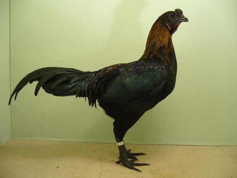 Munster 2009 291.jpg - Brügger Zwergkämpfer schwarzrot von Thorsten von Oesen